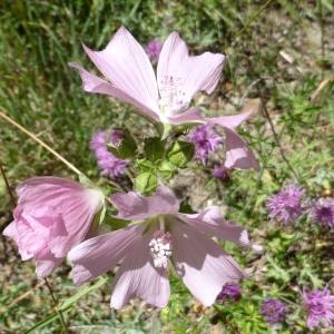 Photographie n°292555 du taxon Malva moschata L. [1753]