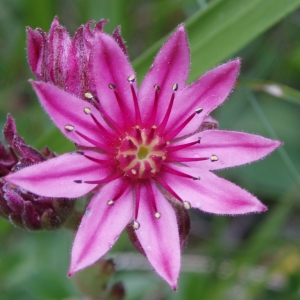 Photographie n°292610 du taxon Sempervivum arachnoideum L. [1753]