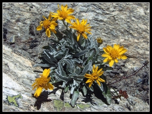 Georges COMTE, le  9 août 2010 (Lanslebourg-Mont-Cenis (Cirque des Evettes))