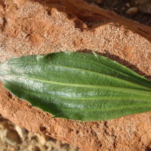 Photographie n°292686 du taxon Plantago lagopus L. [1753]