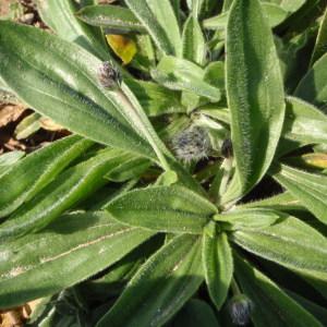 Photographie n°292687 du taxon Plantago lagopus L. [1753]