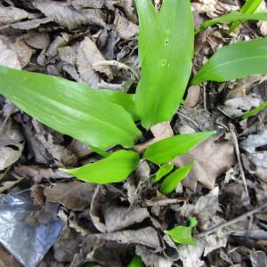 Photographie n°292697 du taxon Allium ursinum L. [1753]