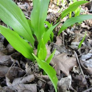 Photographie n°292698 du taxon Allium ursinum L. [1753]