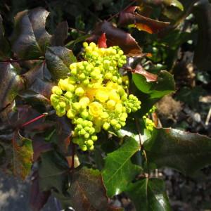 Photographie n°292703 du taxon Mahonia aquifolium (Pursh) Nutt. [1818]