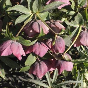 Photographie n°292711 du taxon Helleborus orientalis Lam. [1792]