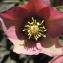  Liliane Roubaudi - Helleborus orientalis Lam. [1792]