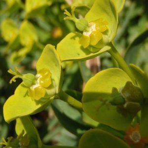 Photographie n°292725 du taxon Euphorbia dendroides L. [1753]