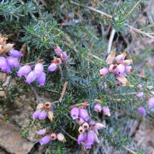 Photographie n°292752 du taxon Erica cinerea L. [1753]