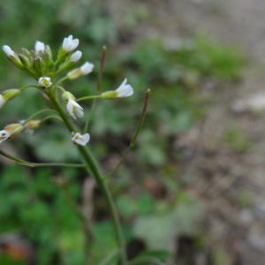 Photographie n°292770 du taxon Arabidopsis thaliana (L.) Heynh. [1842]