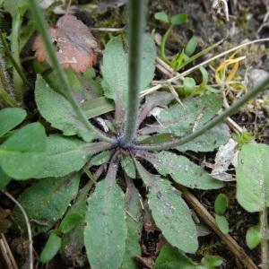  - Arabidopsis thaliana (L.) Heynh. [1842]