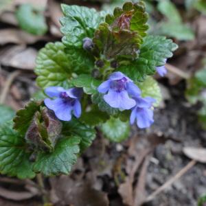  - Glechoma hederacea L. [1753]