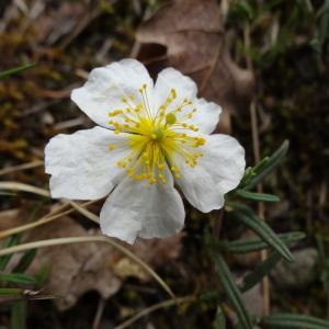 Photographie n°292782 du taxon Helianthemum apenninum (L.) Mill. [1768]