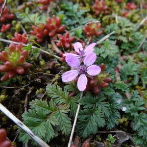 Photographie n°292783 du taxon Erodium cicutarium (L.) L'Hér. [1789]