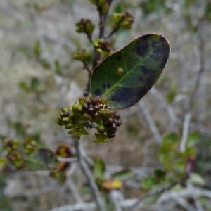  - Rhamnus alaternus L. [1753]