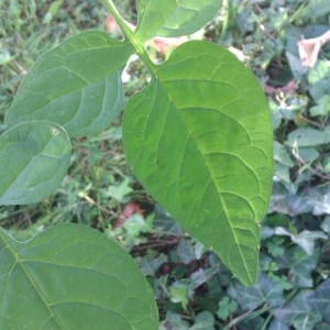 Photographie n°292799 du taxon Solanum dulcamara L. [1753]