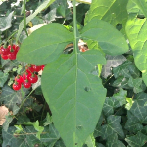 Photographie n°292800 du taxon Solanum dulcamara L. [1753]