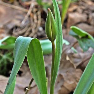 Photographie n°292816 du taxon Tulipa sylvestris L. [1753]