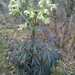 Photographie n°292870 du taxon Helleborus foetidus L. [1753]