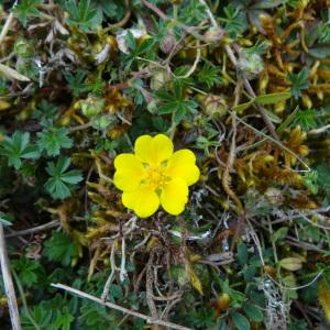 Photographie n°292871 du taxon Potentilla verna L. [1753]