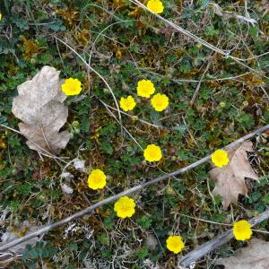 Photographie n°292873 du taxon Potentilla verna L. [1753]