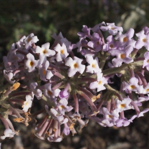 Photographie n°292897 du taxon Buddleja davidii Franch. [1887]