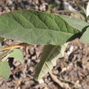 Photographie n°292900 du taxon Buddleja davidii Franch. [1887]