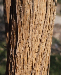 Liliane Roubaudi, le 23 mars 2015 (Paris)