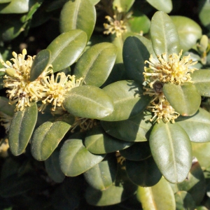 Photographie n°292907 du taxon Buxus sempervirens L. [1753]