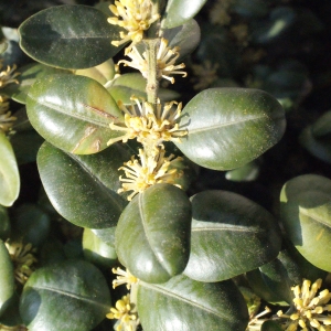 Photographie n°292910 du taxon Buxus sempervirens L. [1753]