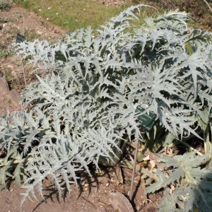 Photographie n°292924 du taxon Cynara scolymus L. [1753]