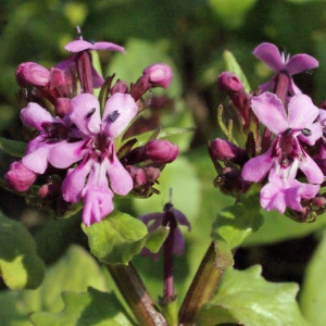  - Fedia graciliflora Fisch. & C.A.Mey. [1840]