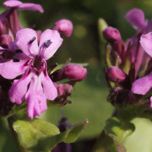 Fedia graciliflora Fisch. & C.A.Mey. (Corne-d'abondance)