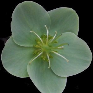  - Helleborus lividus subsp. corsicus (Briq.) P.Fourn. [1936]