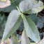  Liliane Roubaudi - Helleborus lividus subsp. corsicus (Briq.) P.Fourn. [1936]