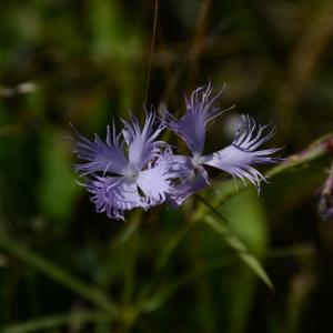 Photographie n°292974 du taxon Dianthus hyssopifolius L. [1755]