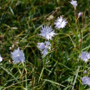 Photographie n°292976 du taxon Dianthus hyssopifolius L. [1755]