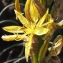  Liliane Roubaudi - Asphodeline lutea (L.) Rchb. [1830]