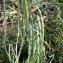  Liliane Roubaudi - Asphodeline lutea (L.) Rchb. [1830]