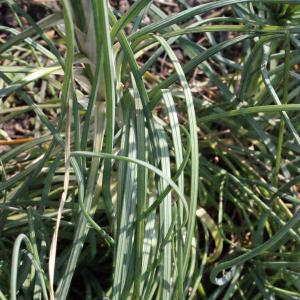 Photographie n°293047 du taxon Asphodeline lutea (L.) Rchb. [1830]