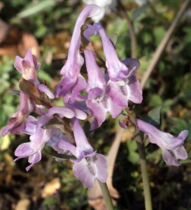 Liliane Roubaudi, le 23 mars 2015 (Paris)