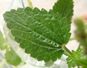 Genevieve Botti, le 25 mars 2015 (Marseille (rue Breteuil))