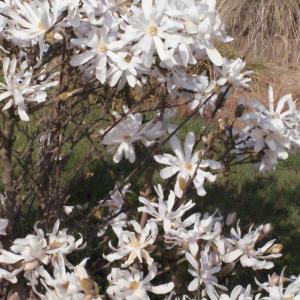 Photographie n°293083 du taxon Magnolia stellata (Siebold & Zucc.) Maxim. [1872]