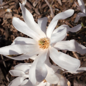 Photographie n°293085 du taxon Magnolia stellata (Siebold & Zucc.) Maxim. [1872]