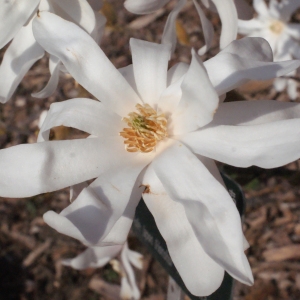 Photographie n°293086 du taxon Magnolia stellata (Siebold & Zucc.) Maxim. [1872]