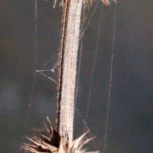 Photographie n°293115 du taxon Lycopus europaeus L. [1753]
