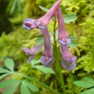 Photographie n°293176 du taxon Corydalis solida (L.) Clairv.