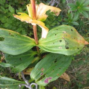 Photographie n°293191 du taxon Gentiana lutea L. [1753]