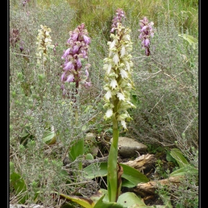 Photographie n°293206 du taxon Himantoglossum robertianum (Loisel.) P.Delforge [1999]