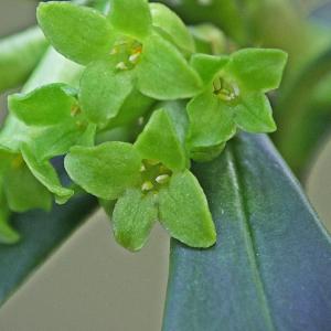 Photographie n°293218 du taxon Daphne laureola L. [1753]