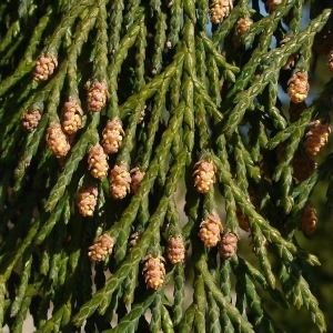  - Cupressus nootkatensis D.Don [1824]